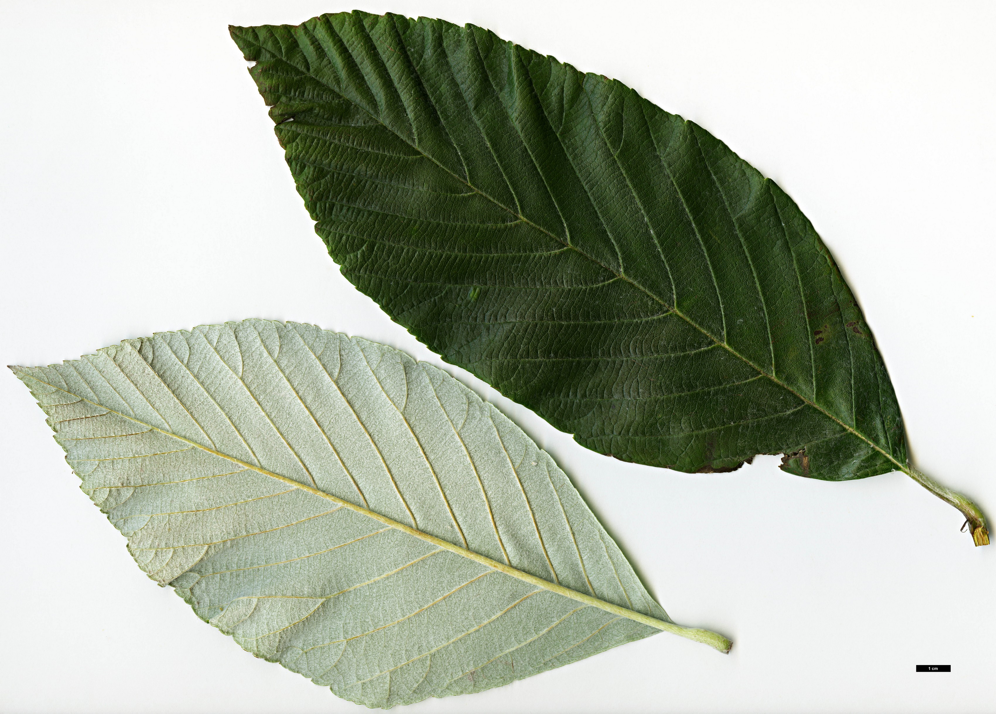 High resolution image: Family: Rosaceae - Genus: Sorbus - Taxon: sharmae